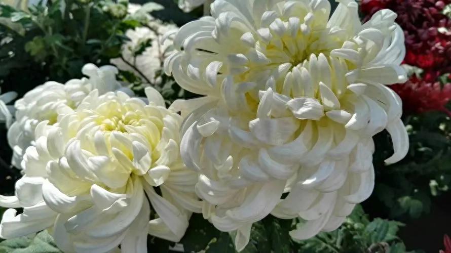 5 loại hoa “phá tiền” thường thấy trong nhà - trông đẹp nhưng lại khiến tài vận tiêu tán, nên bỏ ngay- Ảnh 1.
