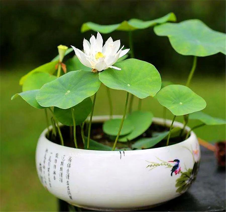 5 loại hoa “phá tiền” thường thấy trong nhà - trông đẹp nhưng lại khiến tài vận tiêu tán, nên bỏ ngay- Ảnh 3.