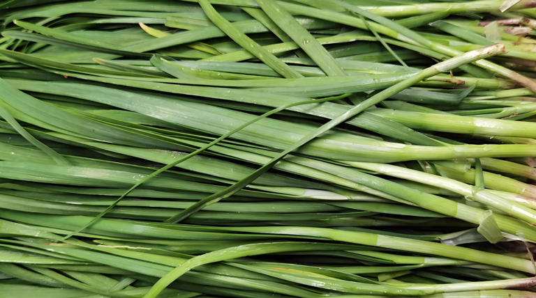 5 loại rau dễ 