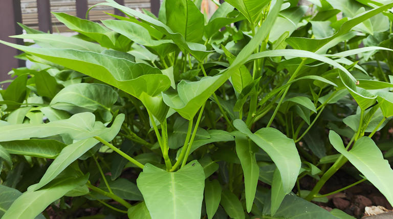 5 loại rau dễ 