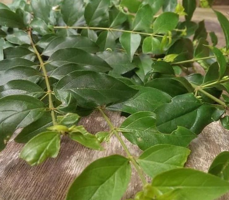Cây dại ở bờ rào hóa "mỏ vàng", hái lá bán đều tay, thành đặc sản lạ nổi tiếng- Ảnh 7.