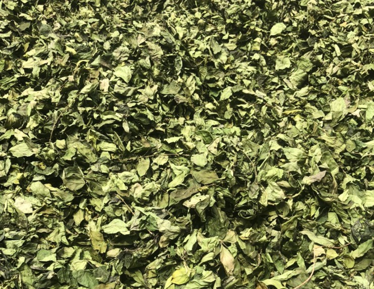 Cây dại ở bờ rào hóa "mỏ vàng", hái lá bán đều tay, thành đặc sản lạ nổi tiếng- Ảnh 5.