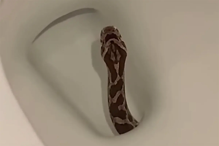 Ngồi toilet thấy có gì thúc vào người, cô gái hét lên thấy con rắn trong bồn cầu- Ảnh 1.