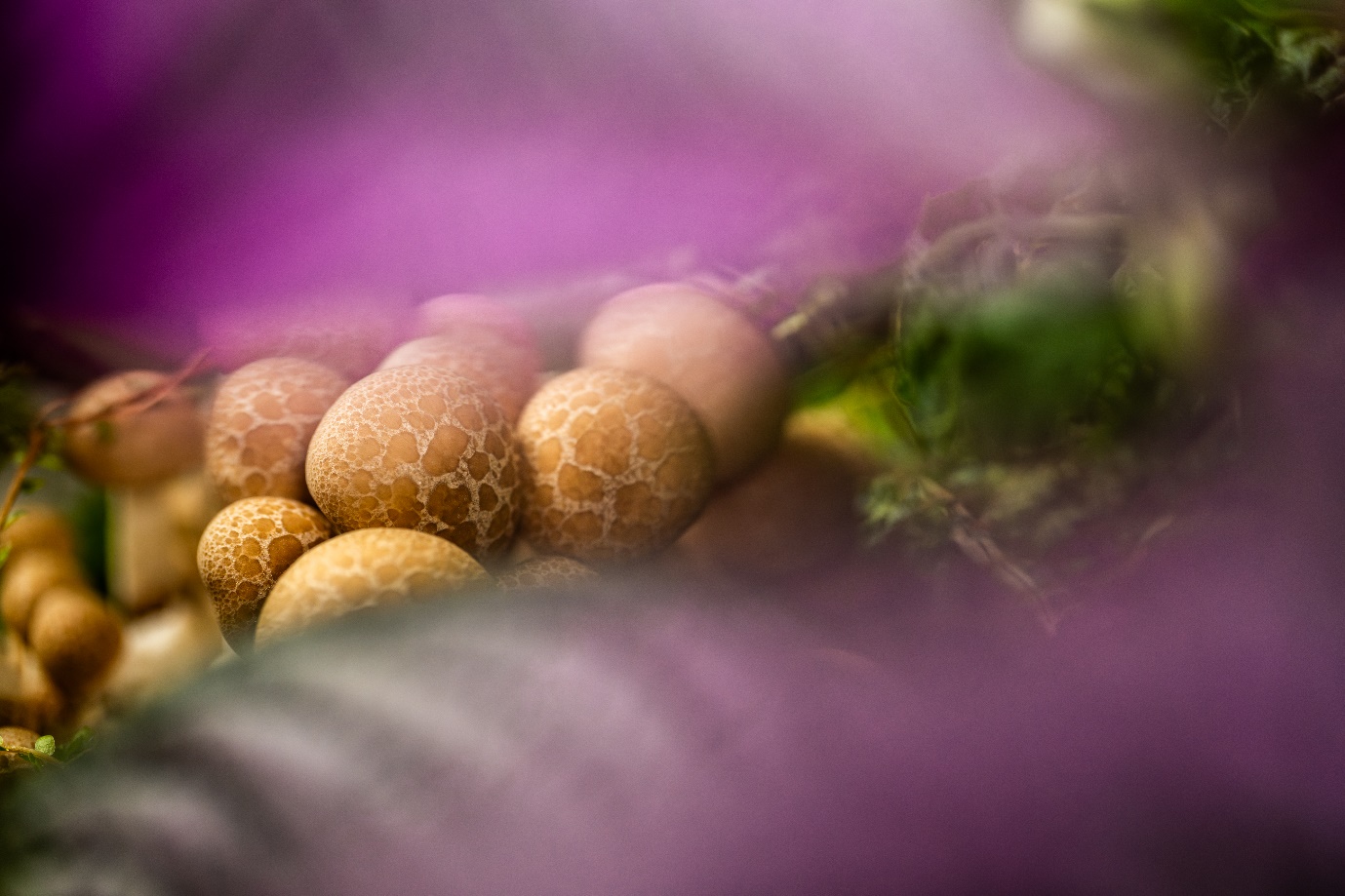 Sony ra mắt ống k&iacute;nh tele macro FE 100mm F2.8 Macro GM OSS thuộc d&ograve;ng G Master&trade;- Ảnh 2.