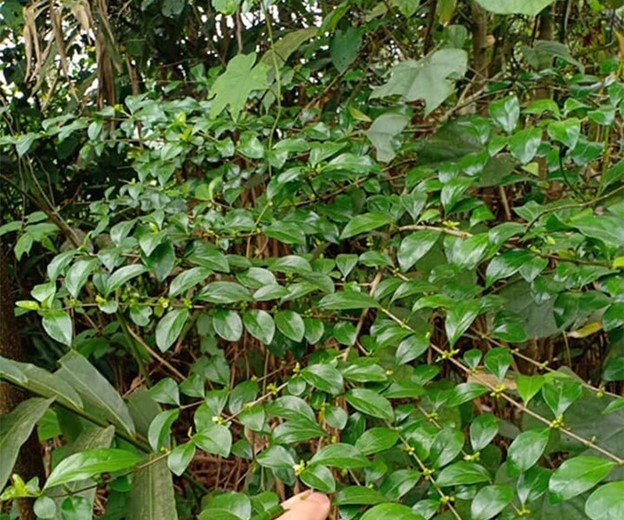 Cây dại ở bờ rào hóa "mỏ vàng", hái lá bán đều tay, thành đặc sản lạ nổi tiếng- Ảnh 1.