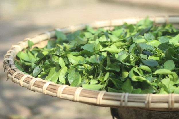 Cây dại ở bờ rào hóa "mỏ vàng", hái lá bán đều tay, thành đặc sản lạ nổi tiếng- Ảnh 4.