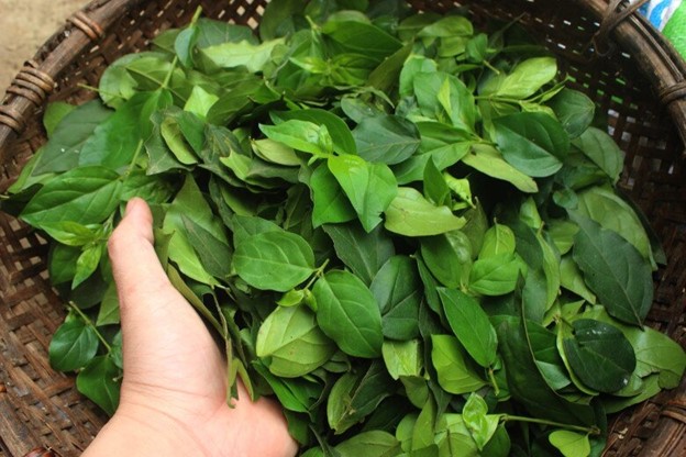Cây dại ở bờ rào hóa "mỏ vàng", hái lá bán đều tay, thành đặc sản lạ nổi tiếng- Ảnh 3.