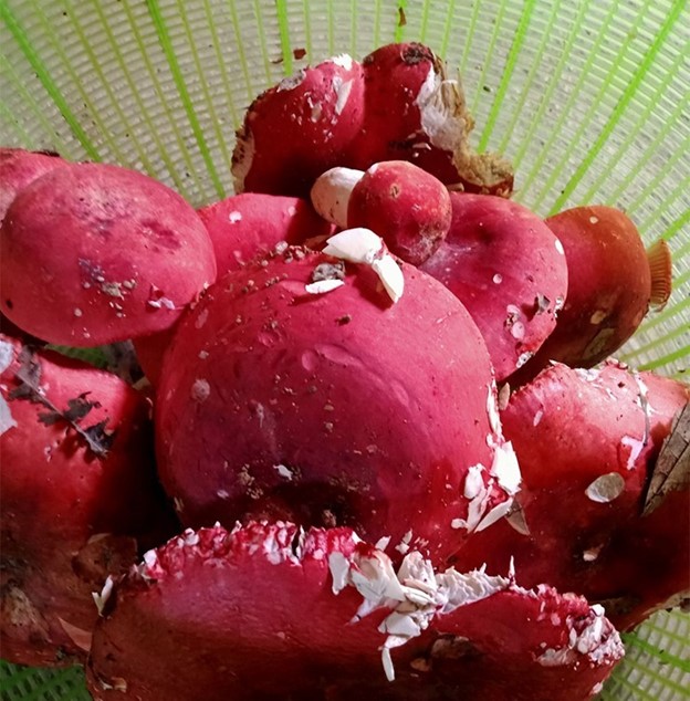 Loại nấm có tên rất lạ, chỉ xuất hiện ban đêm là đặc sản với hương vị đặc biệt- Ảnh 1.
