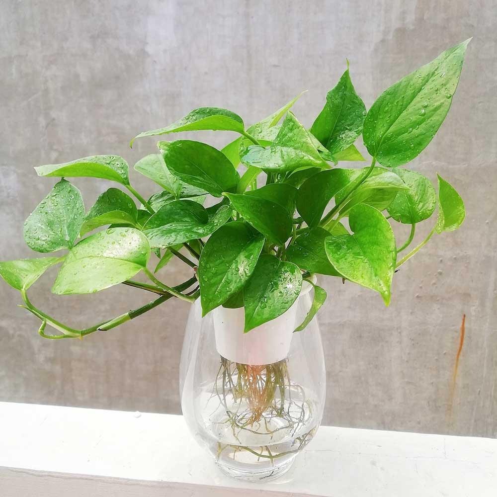 Cây đổi vận nhà giàu ai cũng có, người nghèo coi thường bảo sao mãi không khá- Ảnh 1.