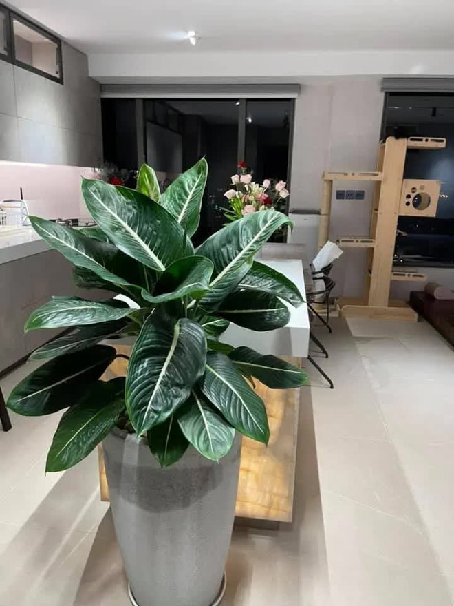 Sào huyệt của Trấn Thành- Ảnh 8.