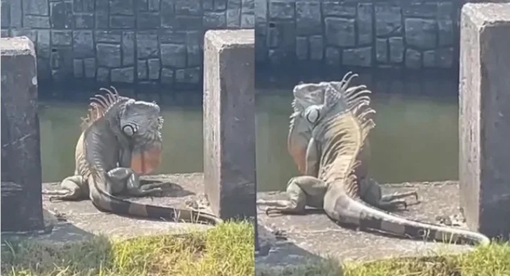 "Quái thú khổng lồ" ngồi chễm chệ trên phố, người dân Đài Nam (Trung Quốc) xôn xao: Đây có phải là Godzilla thật?- Ảnh 1.