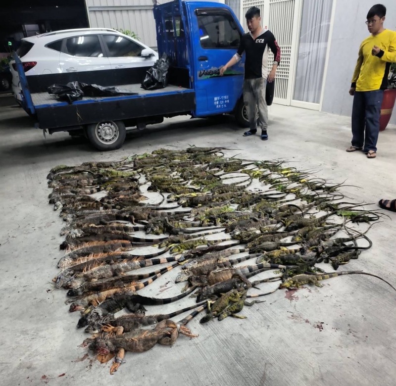 "Quái thú khổng lồ" ngồi chễm chệ trên phố, người dân Đài Nam (Trung Quốc) xôn xao: Đây có phải là Godzilla thật?- Ảnh 2.