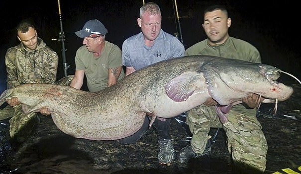 Người đàn ông câu được con cá trê khổng lồ nặng 117kg, dài gần 3m- Ảnh 2.