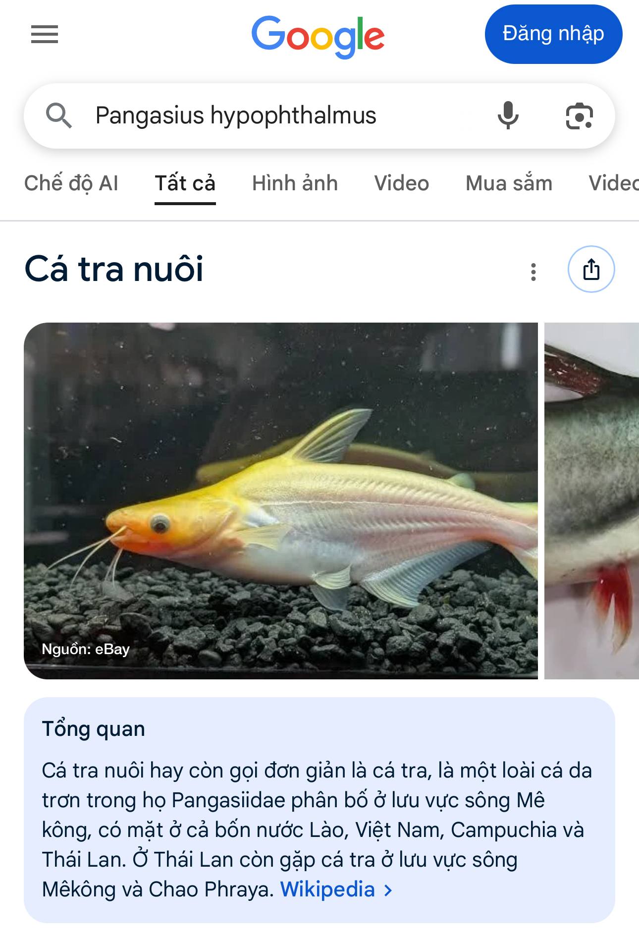 Bịch cá viên chiên “quý phái” nhất Việt Nam- Ảnh 2.