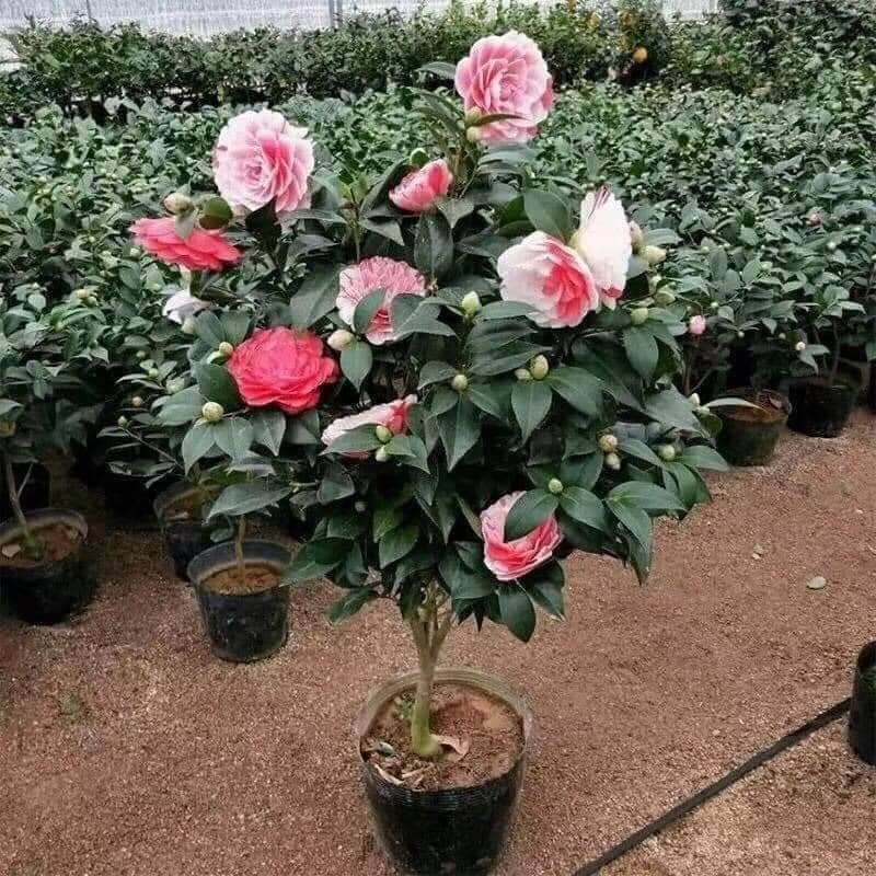 Trồng đúng loài cây này trước cửa: Gia đạo vững như núi, đời con cháu càng ở càng thịnh- Ảnh 2.