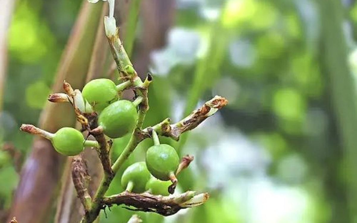 Loại hạt đắt đỏ bậc nhất thế giới, giá 2 triệu đồng/kg không ngờ có đầy ở Việt Nam- Ảnh 4.