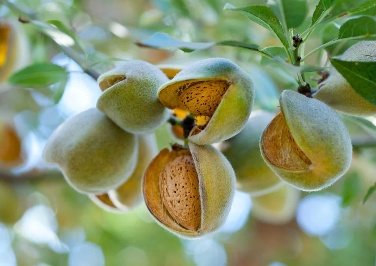 Loại hạt được đánh giá "tốt bậc nhất thế giới", ở Việt Nam trồng bạt ngàn- Ảnh 4.