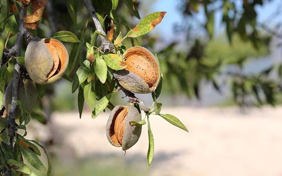 Loại hạt được đánh giá "tốt bậc nhất thế giới", ở Việt Nam trồng bạt ngàn- Ảnh 2.