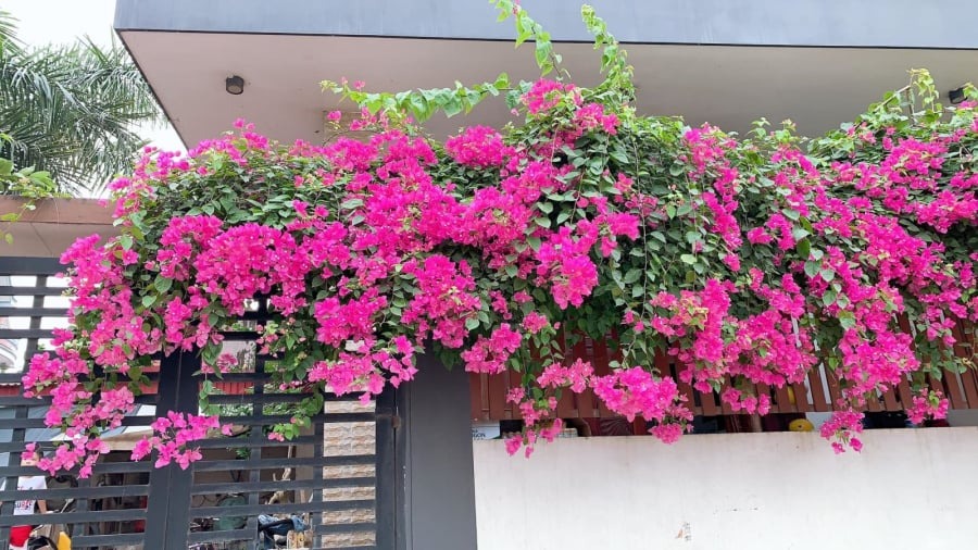 5 cây gọi rắn vào nhà- Ảnh 1.