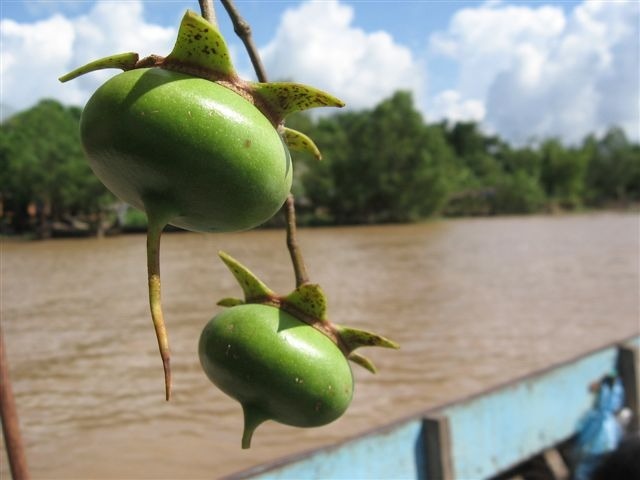 Loại quả "khổ nhất Việt Nam" chỉ miền Tây mới có- Ảnh 1. Loại quả "khổ nhất Việt Nam" chỉ miền Tây mới có- Ảnh 1.