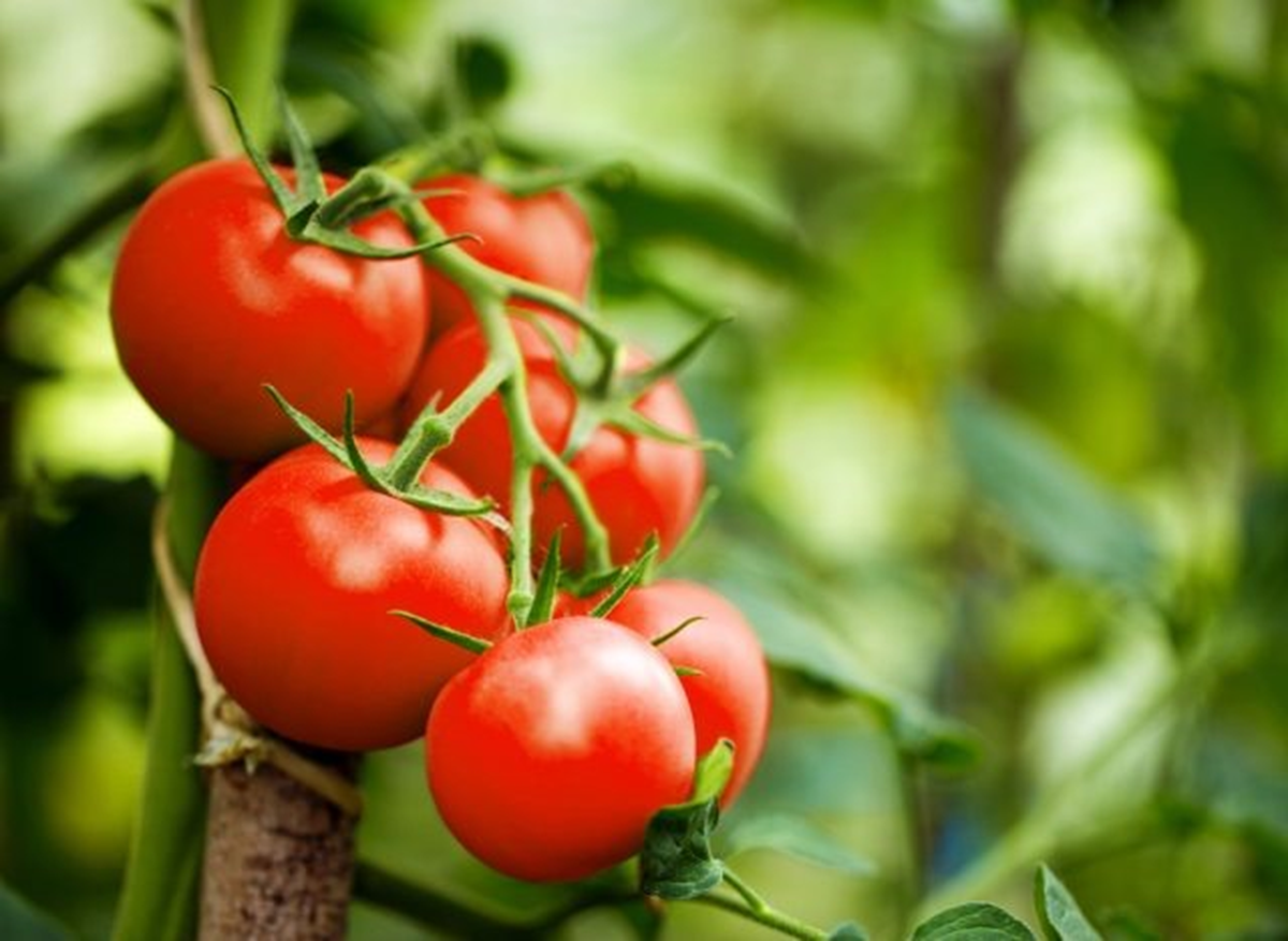 Mỹ đánh giá loại quả "tốt nhất thế giới", hóa ra là quả quen thuộc ngoài chợ Việt- Ảnh 2.