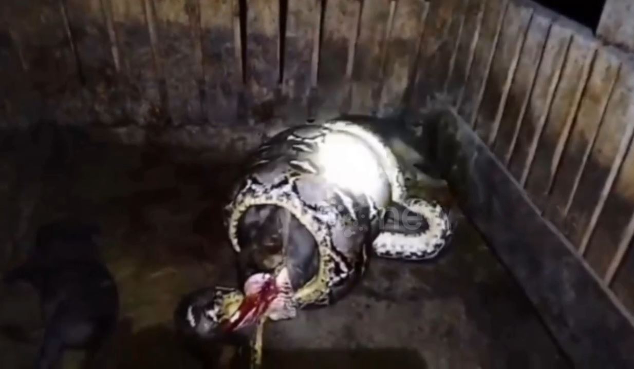 Nghe tiếng động trong đêm, người đàn ông ra kiểm tra thì sốc nặng- Ảnh 1.