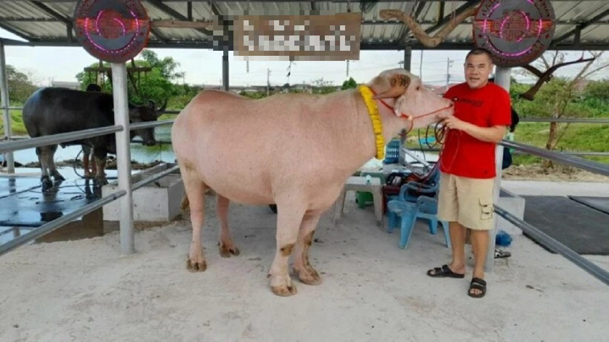 Con trâu màu "lạ" được trả 1,7 tỷ đồng, người đàn ông liền gật đầu bán- Ảnh 1. Con trâu màu "lạ" được trả 1,7 tỷ đồng, người đàn ông liền gật đầu bán- Ảnh 1.