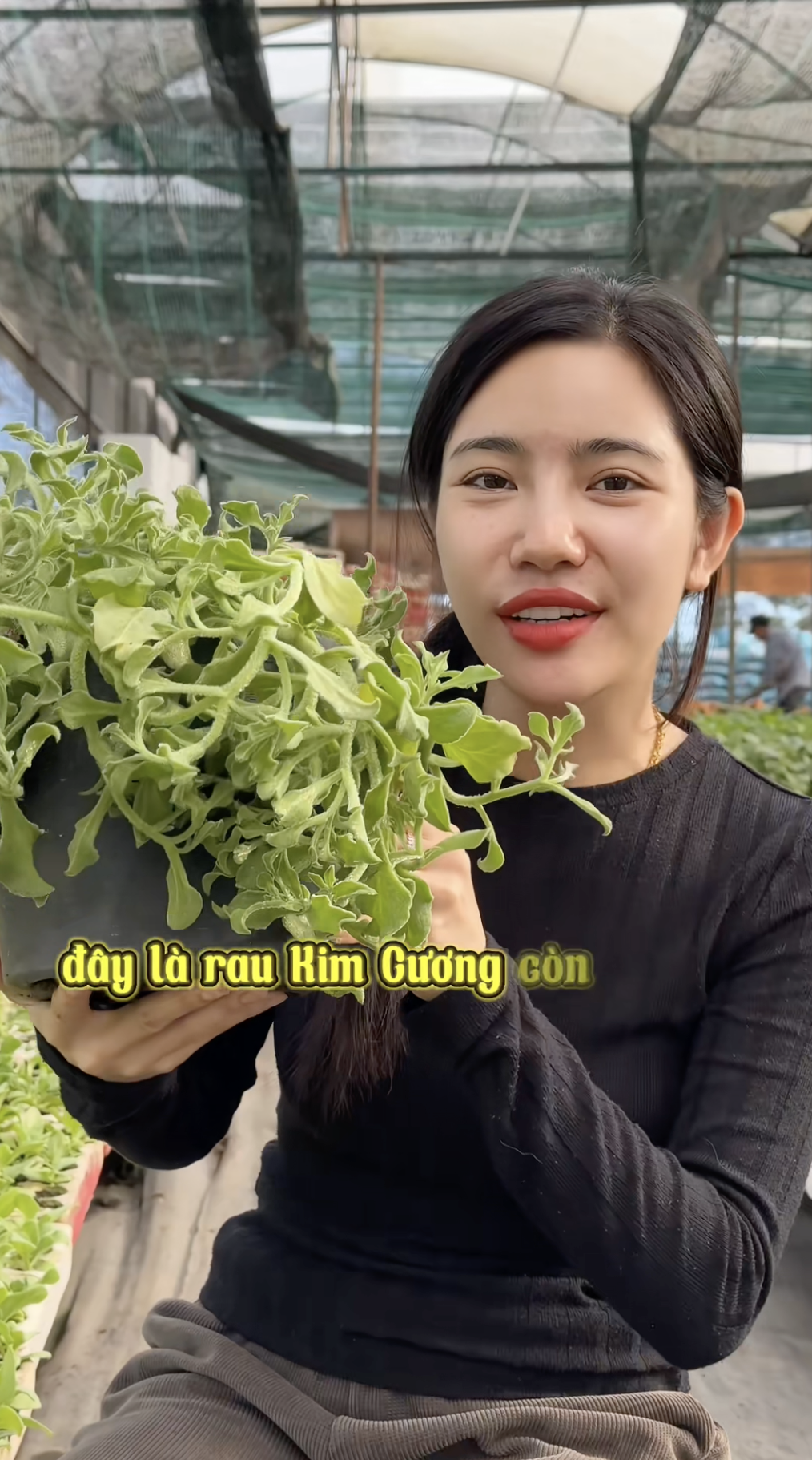 Sự thật về rau xà lách giá 300k/kg, vị mặn như muối đang được săn lùng nhất Việt Nam- Ảnh 1. Sự thật về rau xà lách giá 300k/kg, vị mặn như muối đang được săn lùng nhất Việt Nam- Ảnh 1.