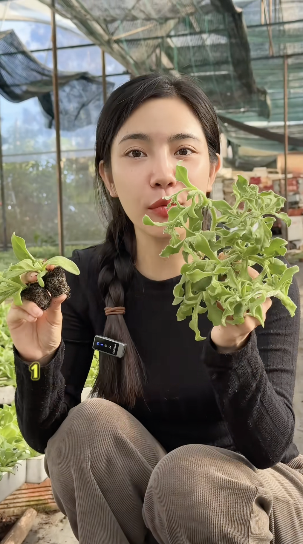 Sự thật về rau xà lách giá 300k/kg, vị mặn như muối đang được săn lùng nhất Việt Nam- Ảnh 5. Sự thật về rau xà lách giá 300k/kg, vị mặn như muối đang được săn lùng nhất Việt Nam- Ảnh 5.