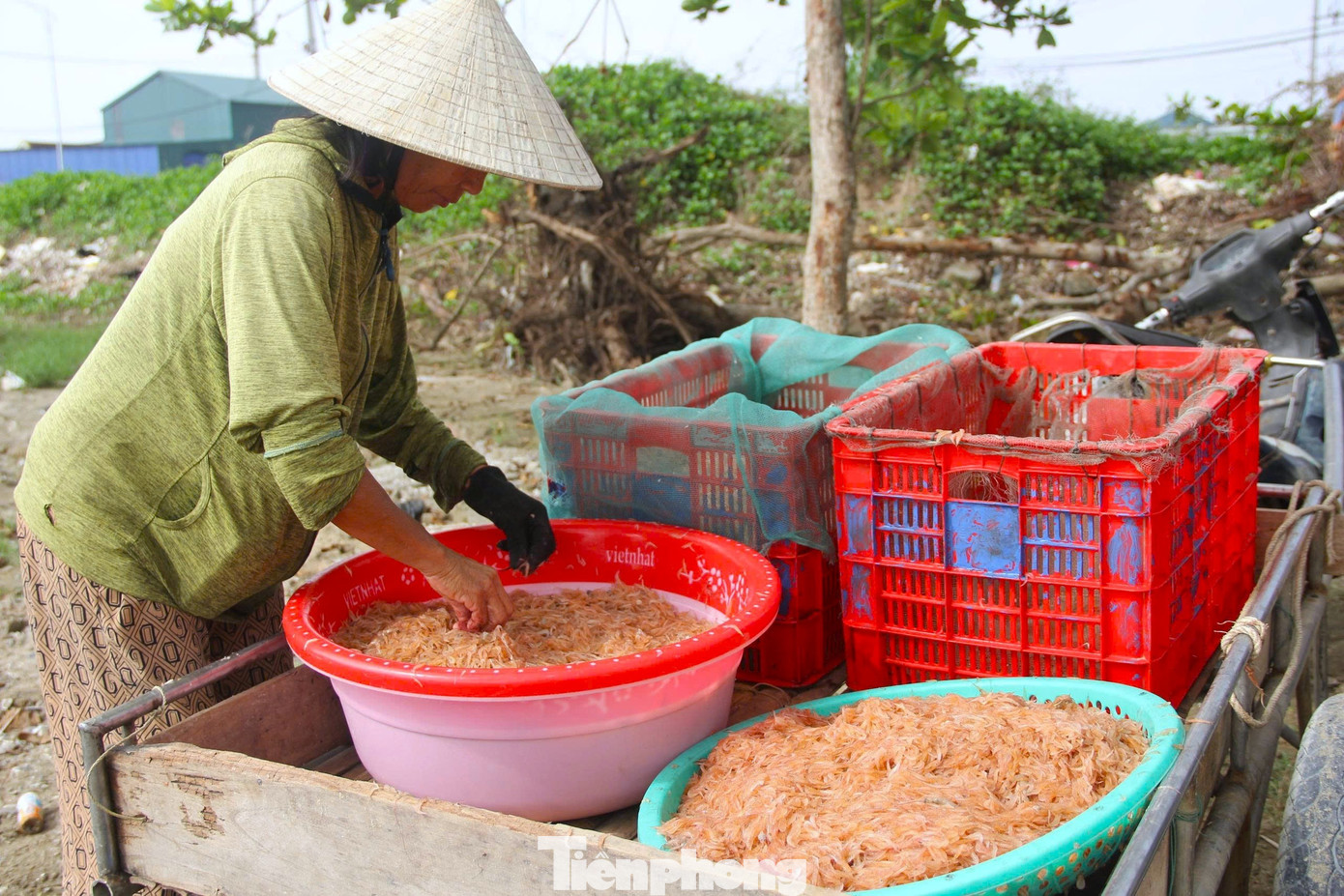 Ngư dân rẽ sóng săn con bé tí teo, bỏ túi tiền triệu mỗi ngày- Ảnh 8. Ngư dân rẽ sóng săn con bé tí teo, bỏ túi tiền triệu mỗi ngày- Ảnh 8.