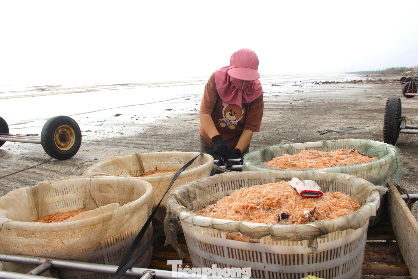 Ngư dân rẽ sóng săn con bé tí teo, bỏ túi tiền triệu mỗi ngày- Ảnh 5. Ngư dân rẽ sóng săn con bé tí teo, bỏ túi tiền triệu mỗi ngày- Ảnh 5.