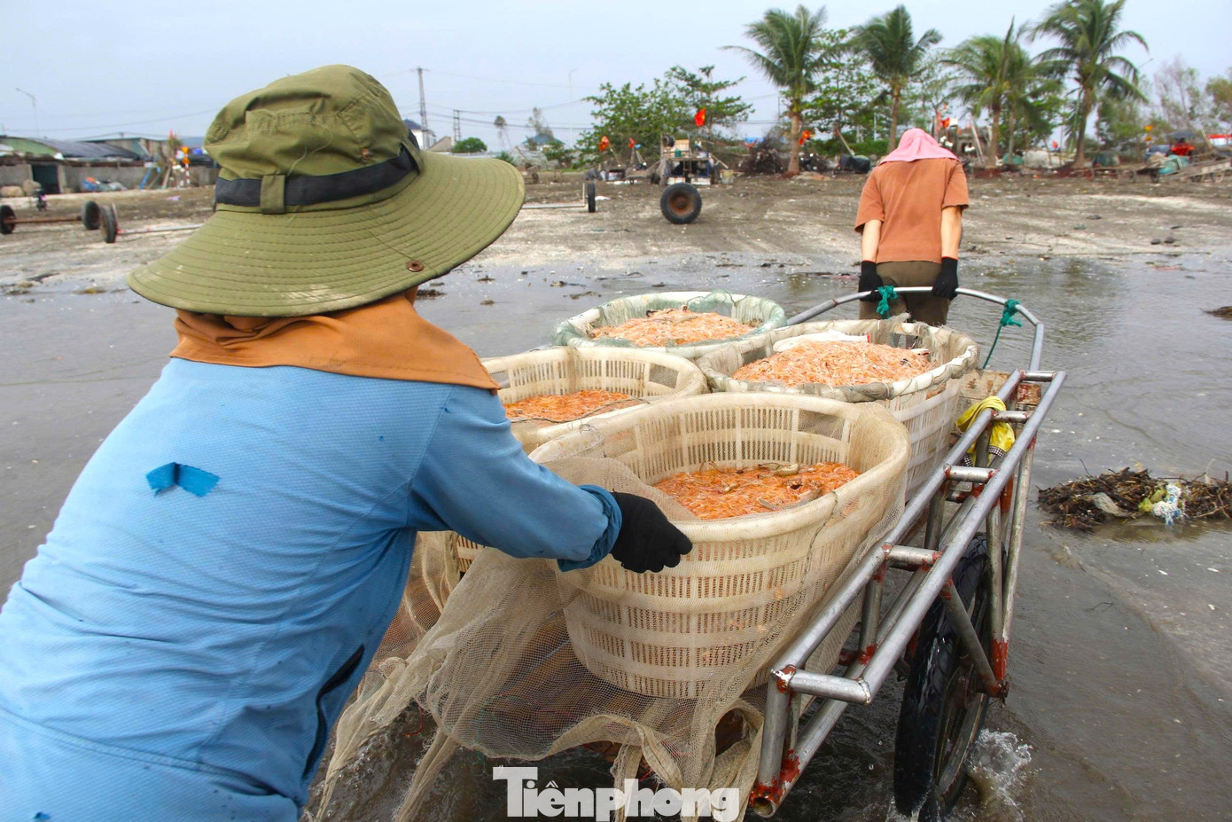 Ngư dân rẽ sóng săn con bé tí teo, bỏ túi tiền triệu mỗi ngày- Ảnh 2. Ngư dân rẽ sóng săn con bé tí teo, bỏ túi tiền triệu mỗi ngày- Ảnh 2.