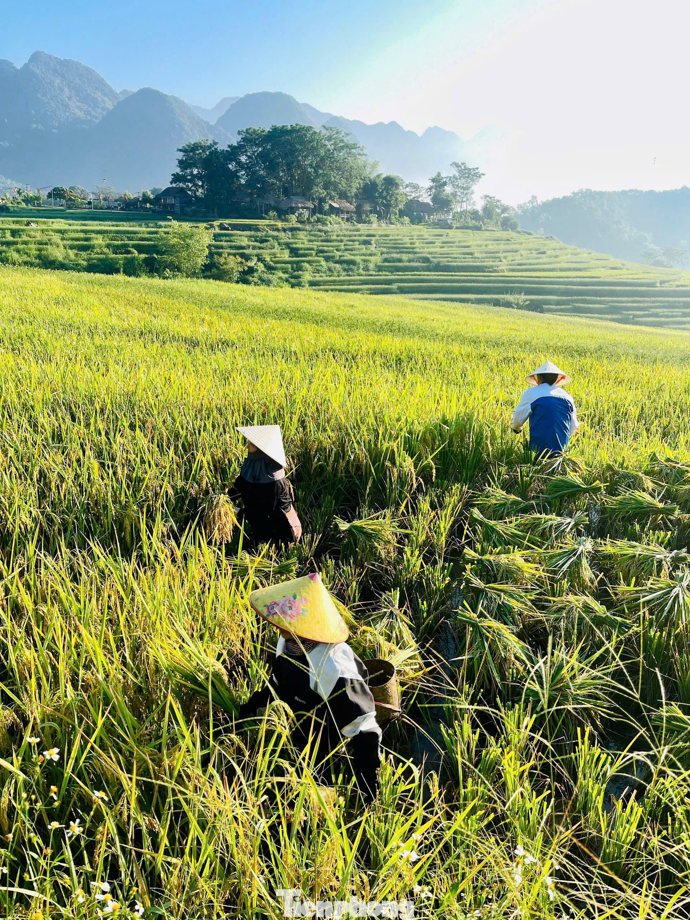 Check-in cung đường chữ S giữa 'biển vàng' gây sốt mạng xã hội- Ảnh 14. Check-in cung đường chữ S giữa 'biển vàng' gây sốt mạng xã hội- Ảnh 14.