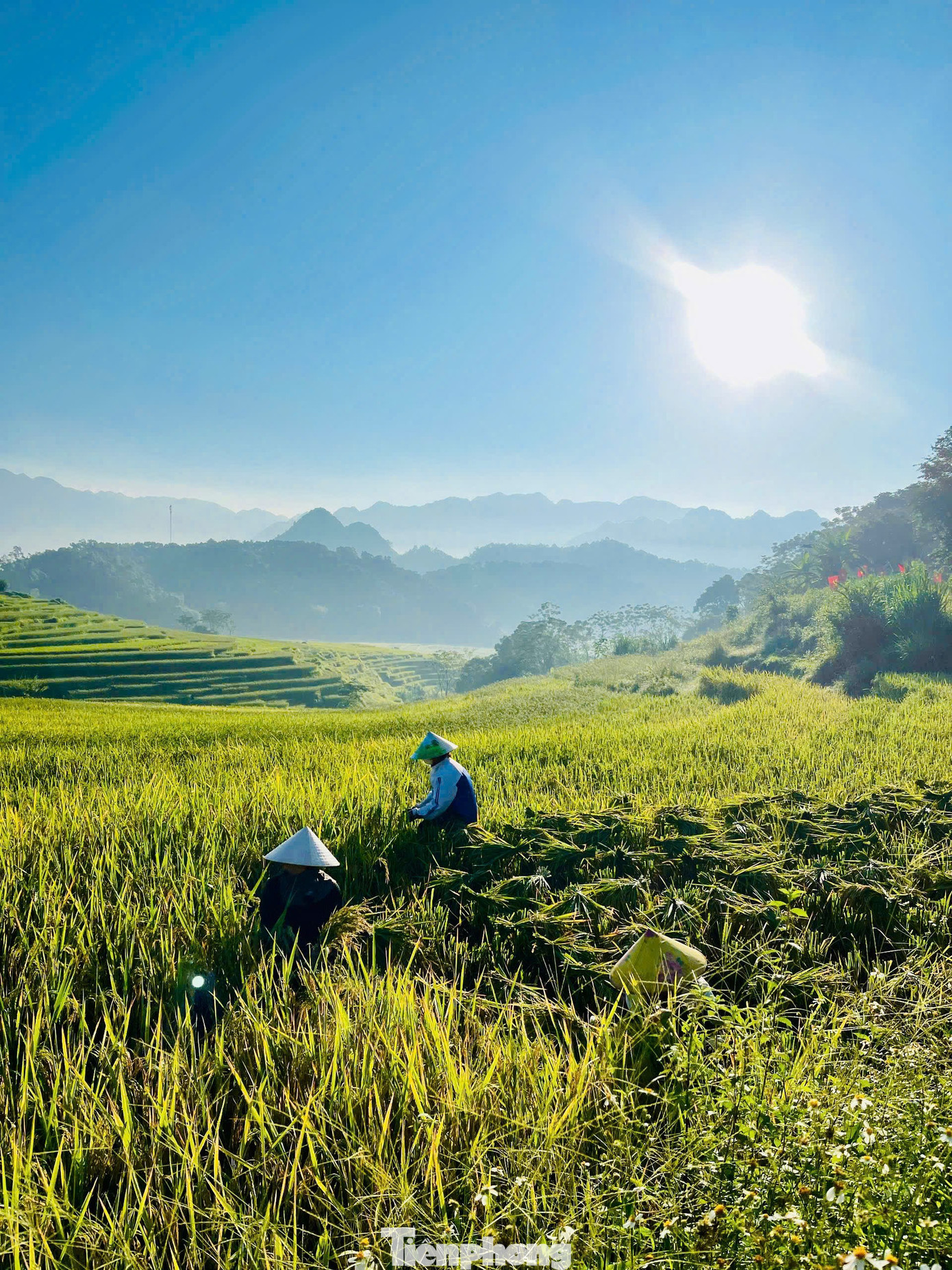 Check-in cung đường chữ S giữa 'biển vàng' gây sốt mạng xã hội- Ảnh 13. Check-in cung đường chữ S giữa 'biển vàng' gây sốt mạng xã hội- Ảnh 13.