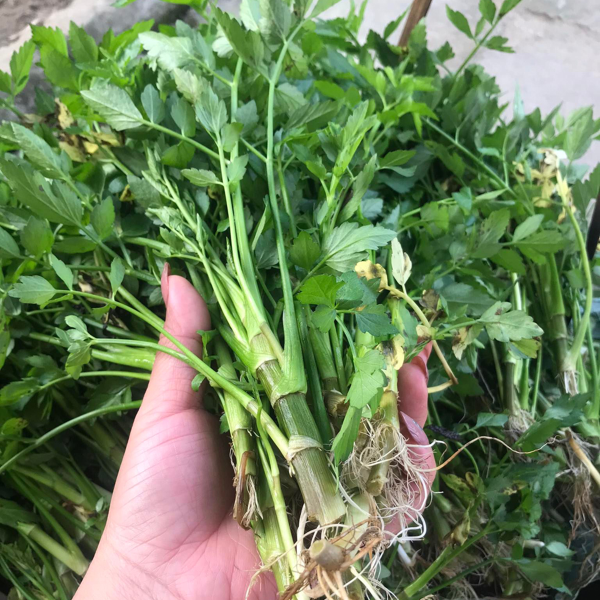 2 loại rau người Việt thích mê dễ là "ổ sán", nhất là cái số 1- Ảnh 2. 2 loại rau người Việt thích mê dễ là "ổ sán", nhất là cái số 1- Ảnh 2.