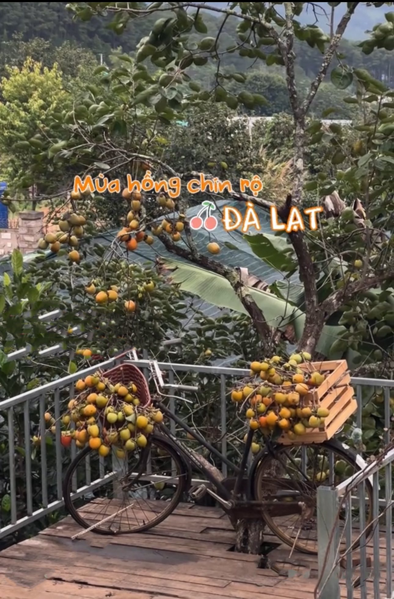 Ở Đà Lạt có một quán cà phê khiến Tăng Thanh Hà “phải lòng”: Hồng sai rợp trời, đẹp như một giấc mộng- Ảnh 6. Ở Đà Lạt có một quán cà phê khiến Tăng Thanh Hà “phải lòng”: Hồng sai rợp trời, đẹp như một giấc mộng- Ảnh 6.