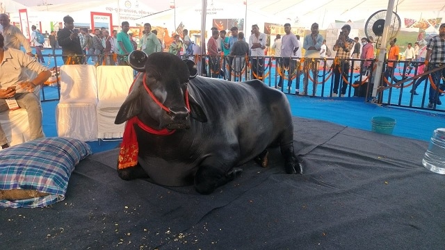 Con trâu màu đen khổng lồ có giá 90 tỷ đồng- Ảnh 1.