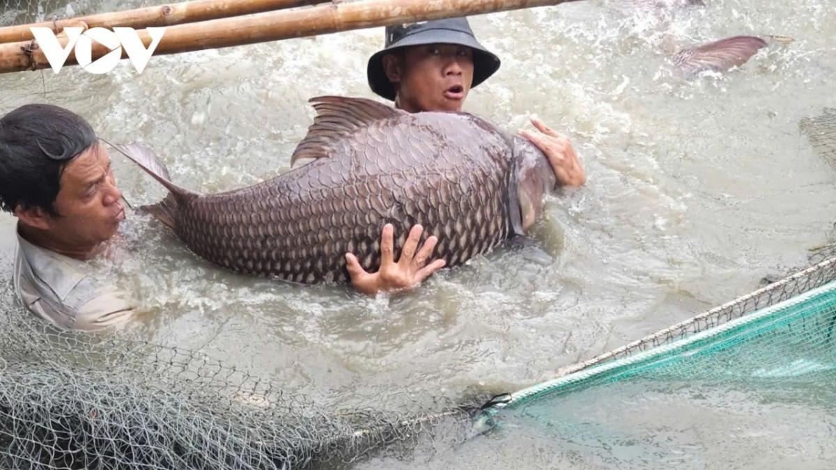 Lão nông U80 thuần hóa “thủy quái” sông Mê Kông suýt tuyệt chủng, trở thành tỷ phú- Ảnh 1.