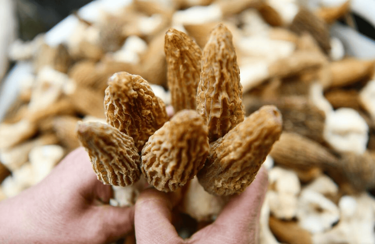 Loại cây dại mọc um tùm ở Việt Nam, "trời Tây" bán giá 13 triệu đồng/kg- Ảnh 1. Loại cây dại mọc um tùm ở Việt Nam, "trời Tây" bán giá 13 triệu đồng/kg- Ảnh 1.