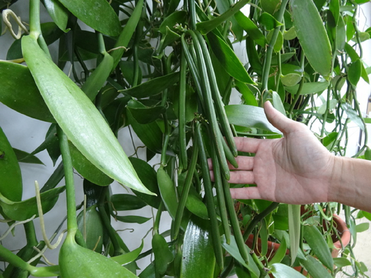 Loại quả đắt đỏ bậc nhất thế giới giá 15 triệu/kg, ở Việt Nam cũng có người trồng thành công- Ảnh 1. Loại quả đắt đỏ bậc nhất thế giới giá 15 triệu/kg, ở Việt Nam cũng có người trồng thành công- Ảnh 1.