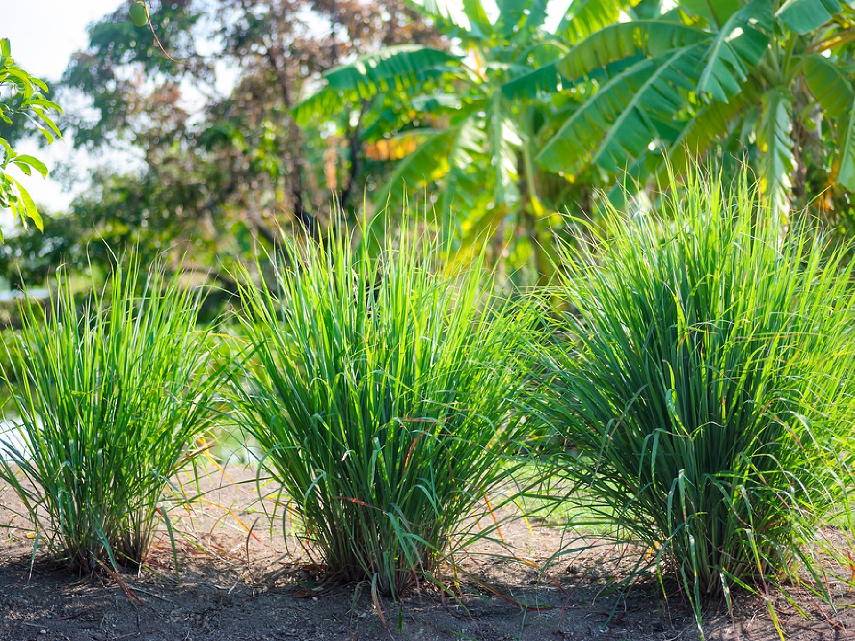 5 lo&agrave;i c&acirc;y rắn rất sợ- Ảnh 1.