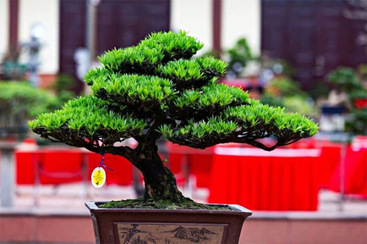 Những cây phong thủy hợp với người tuổi Tuất- Ảnh 4. Những cây phong thủy hợp với người tuổi Tuất- Ảnh 4.