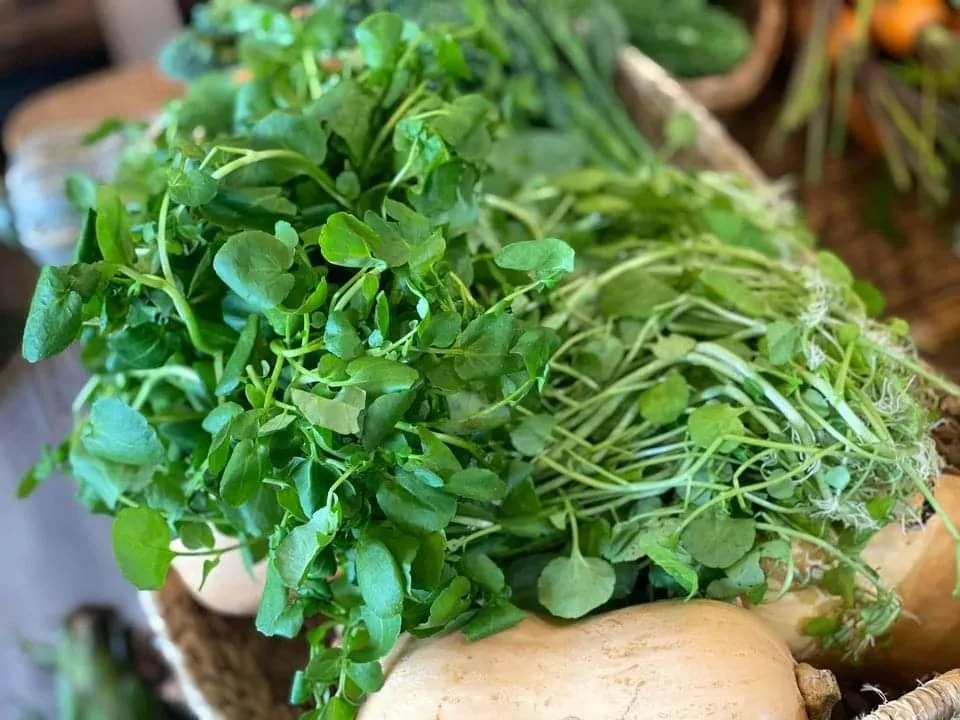 "Vua của các loại rau” bán giá rẻ như cho ở chợ Việt- Ảnh 1. "Vua của các loại rau” bán giá rẻ như cho ở chợ Việt- Ảnh 1.