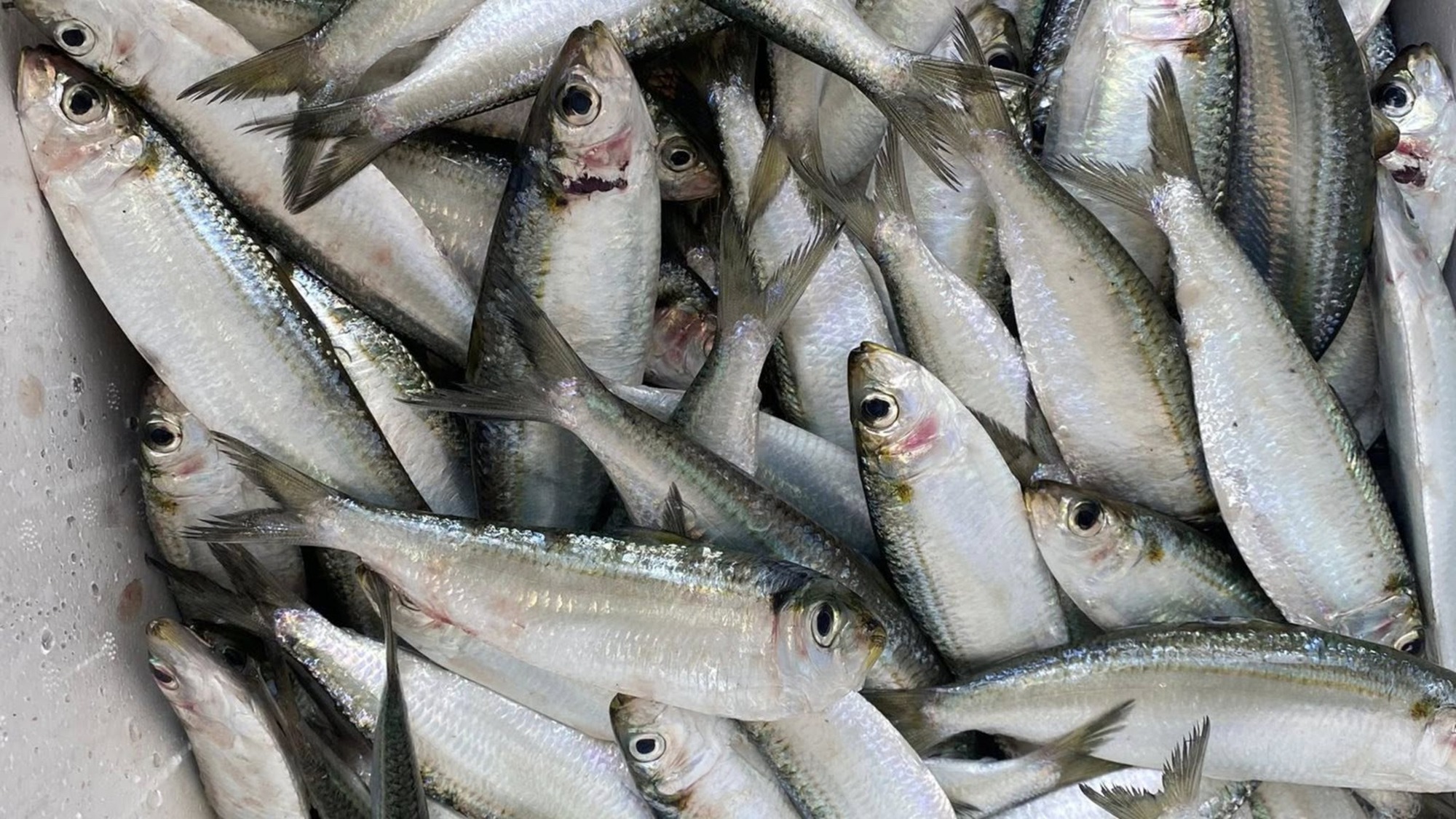 3 loại cá  3 loại cá