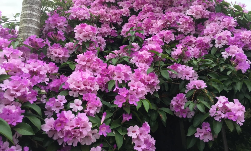 3 cây hoa khiến rắn sợ run bần bật- Ảnh 4.