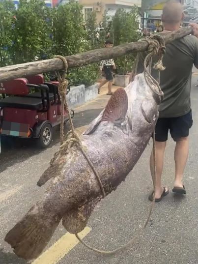 Ngư dân câu được con cá mú khổng lồ nặng 160kg- Ảnh 2. Ngư dân câu được con cá mú khổng lồ nặng 160kg- Ảnh 2.