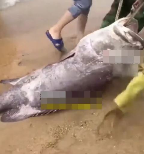 Ngư dân câu được con cá mú khổng lồ nặng 160kg- Ảnh 1. Ngư dân câu được con cá mú khổng lồ nặng 160kg- Ảnh 1.