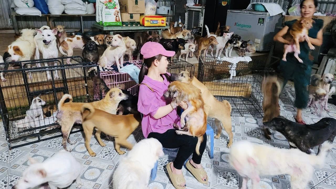 Nữ nghệ sĩ sở hữu biệt thự 30 tỷ ở Đà Lạt, chọn sống độc thân tới già, nuôi hơn 400 con chó hoang- Ảnh 8.