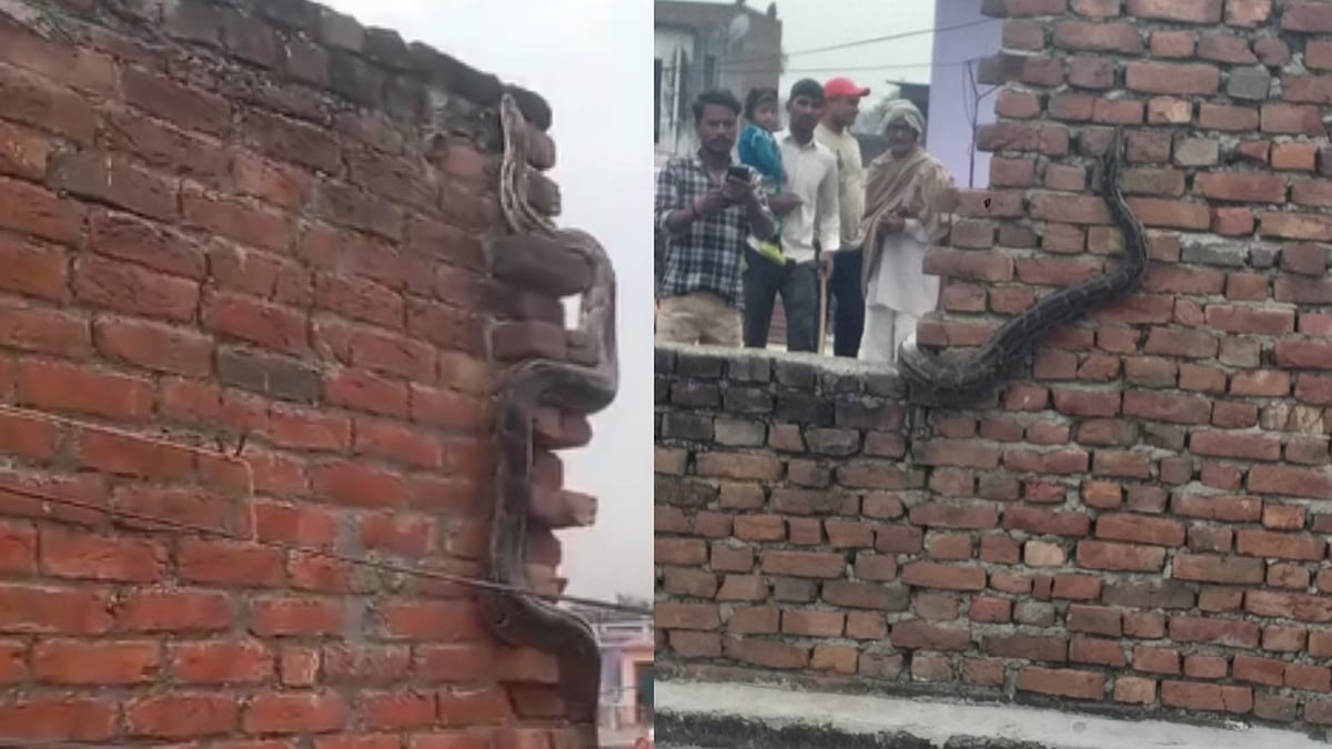 Nhìn lên tường, người dân sốc nặng khi thấy cảnh tượng nổi da gà- Ảnh 1. Nhìn lên tường, người dân sốc nặng khi thấy cảnh tượng nổi da gà- Ảnh 1.