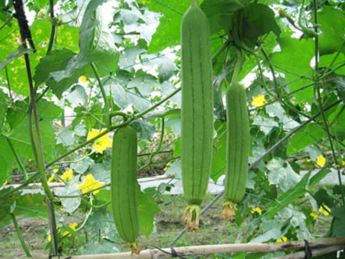 Đừng chỉ ăn quả, lá loại cây này quý như "nhân sâm người nghèo", ở quê mọc đầy bờ rào- Ảnh 2. Đừng chỉ ăn quả, lá loại cây này quý như "nhân sâm người nghèo", ở quê mọc đầy bờ rào- Ảnh 2.